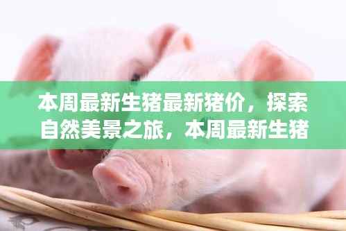 最新生猪价格与探索自然美景,寻找内心平静的旅程