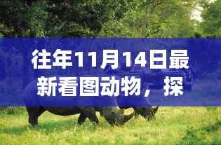 往年11月14日，揭秘动物世界，自然秘境探索之旅