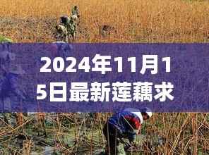 探寻最新莲藕市场动态,2024年莲藕求购热潮揭秘