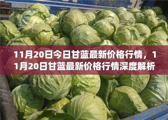 11月20日甘蓝价格行情解析,市场波动与时代印记深度探讨