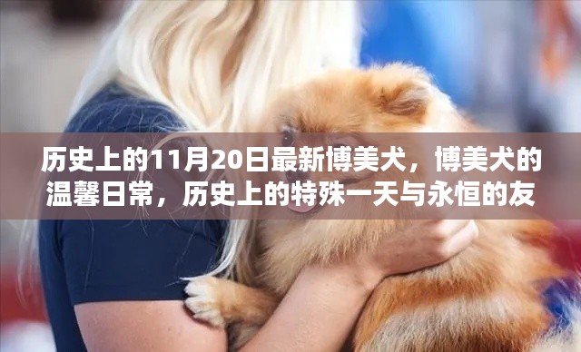 历史上的11月20日最新博美犬,博美犬的温馨日常,历史上的特殊一天与永恒的友情纽带