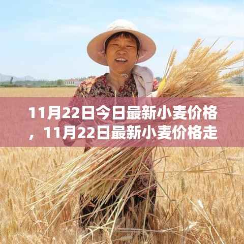 11月22日今日最新小麦价格,11月22日最新小麦价格走势分析,多方观点碰撞与个人立场