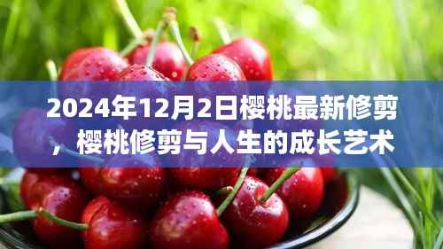 樱桃修剪与人生成长艺术,自信与成就感的源泉,2024年修剪新篇章