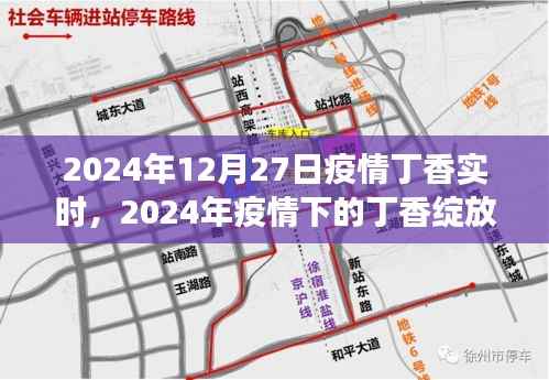 2024年疫情下的丁香绽放,实时追踪与希望展望