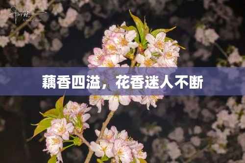 藕香四溢,花香迷人不断