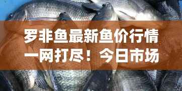 罗非鱼最新鱼价行情一网打尽!今日市场走势揭秘