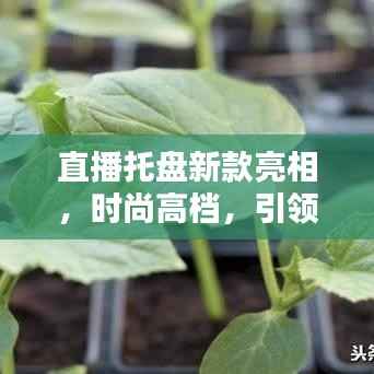 直播托盘新款亮相,时尚高档,引领潮流风潮!