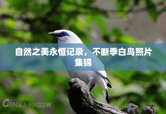 自然之美永恒记录,不断季白鸟照片集锦