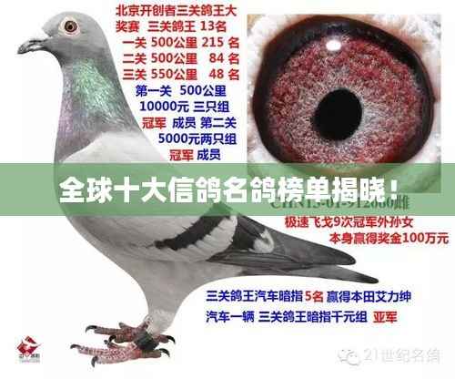 全球十大信鸽名鸽榜单揭晓!