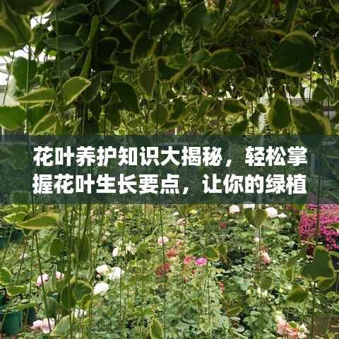 花叶养护知识大揭秘,轻松掌握花叶生长要点,让你的绿植生机勃勃!